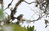 White-faced Nunbirdborder=